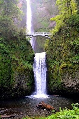 One of the tallest waterfalls in the US in the Columbia River Gorge.
#waterlust