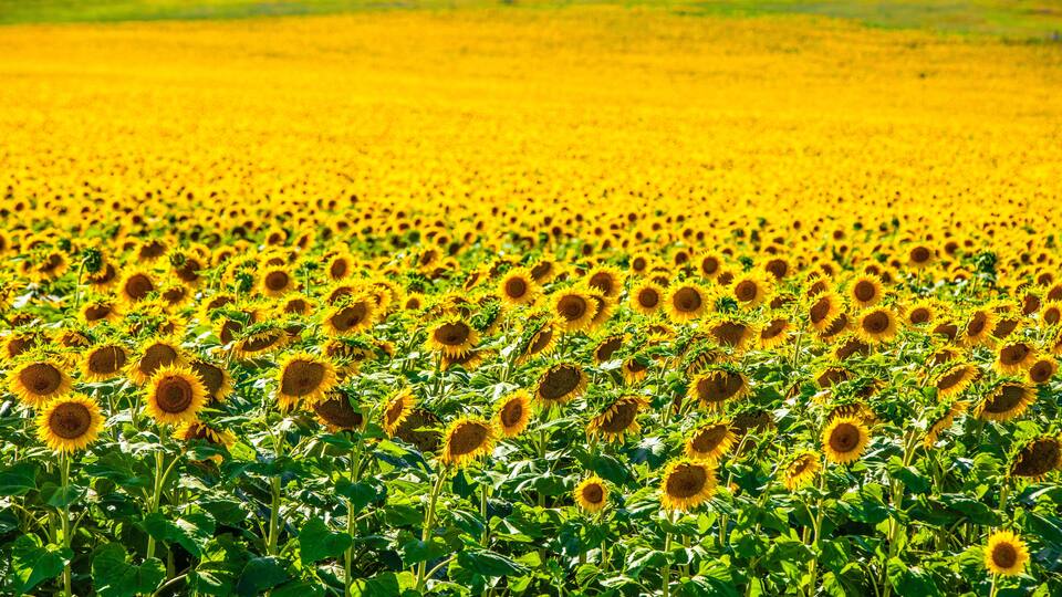 Fields of sunflowers growing in North Dakota