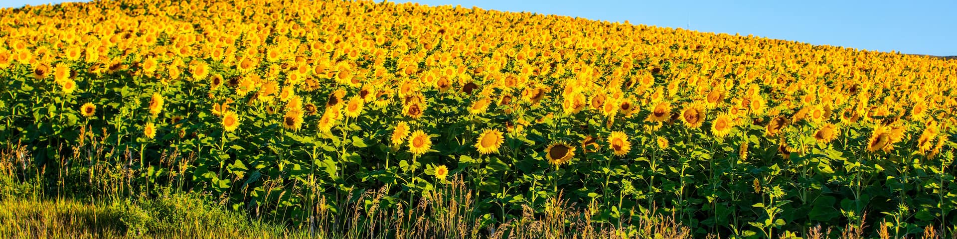 Fields of sunflowers growing in North Dakota