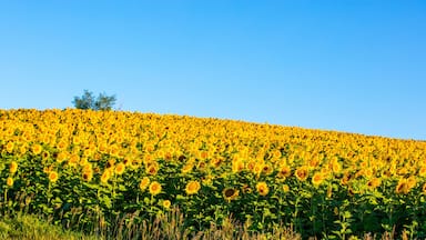 Fields of sunflowers growing in North Dakota