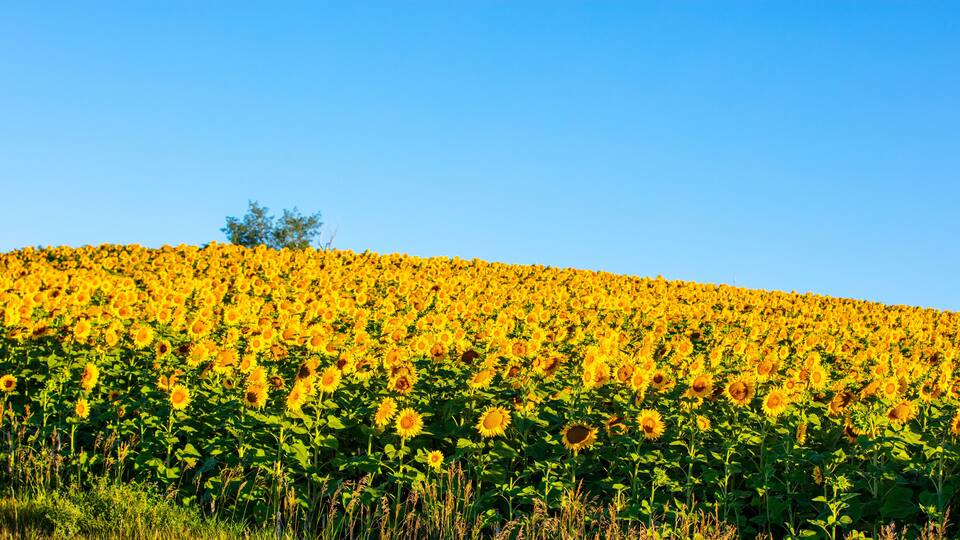 Fields of sunflowers growing in North Dakota