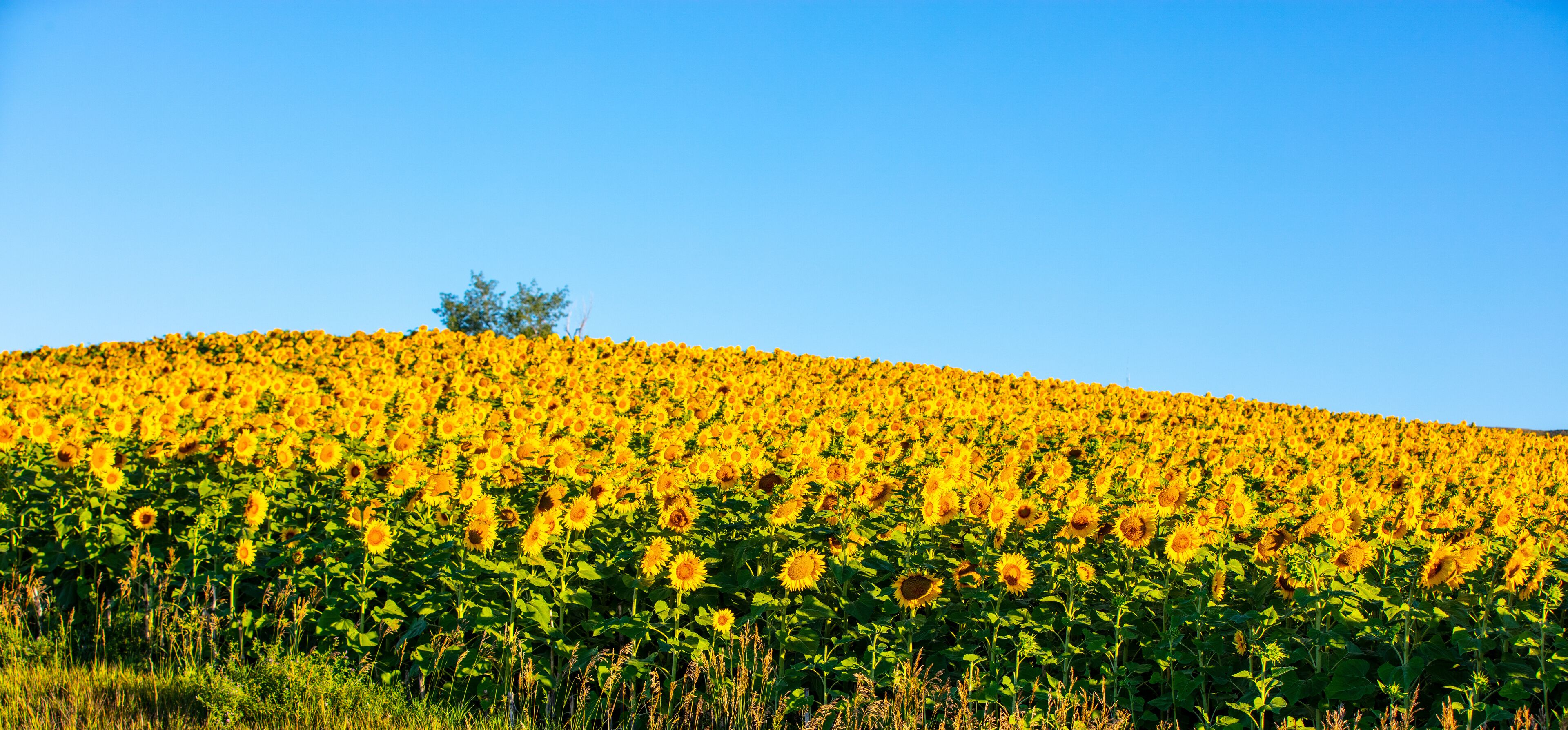 A sunflower field under a clear blue sky.