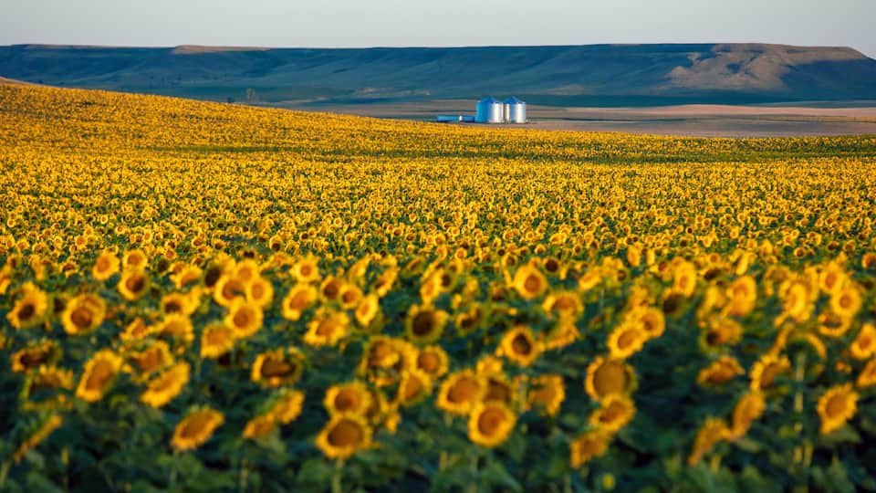 Fields of sunflowers growing in North Dakota