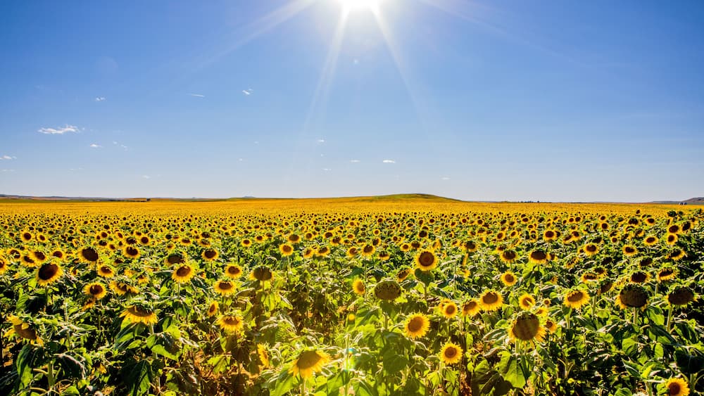 Fields of sunflowers growing in North Dakota