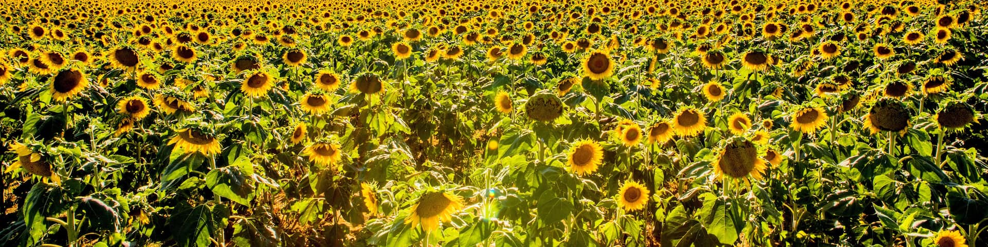 Fields of sunflowers growing in North Dakota