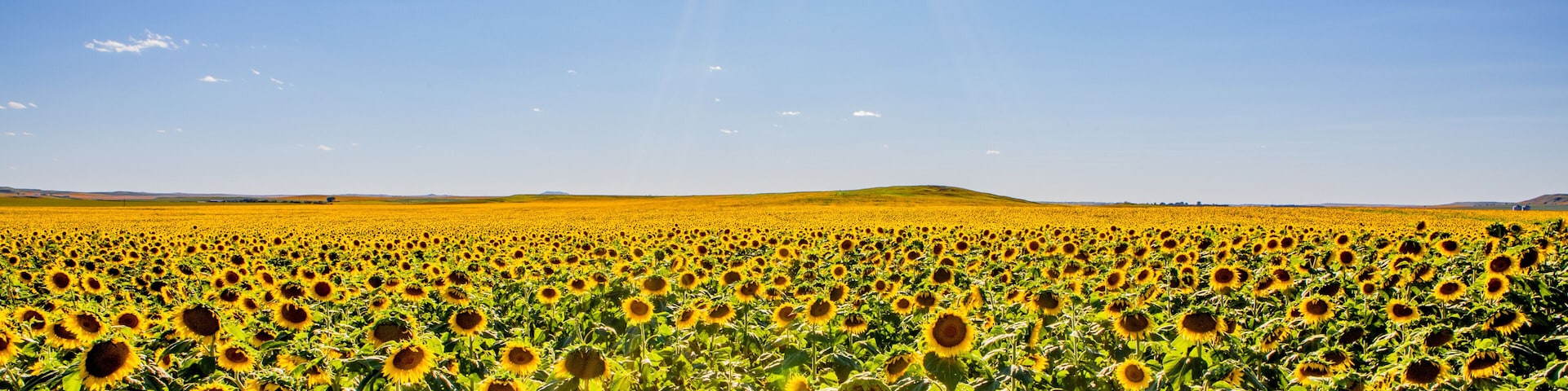 Fields of sunflowers growing in North Dakota