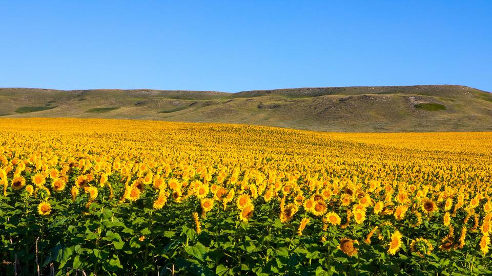 Fields of sunflowers growing in North Dakota