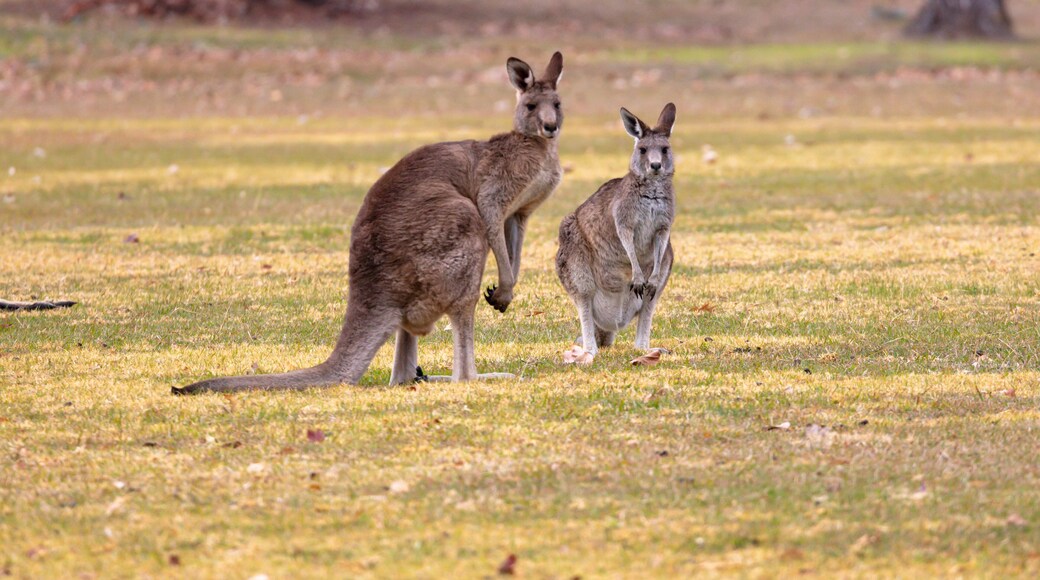 Photograph of Kangaroos relaxing in a grassy field in the town of Talbingo in Kosciuszko National Park in the Snowy Mountains in New South Wales in Australia.