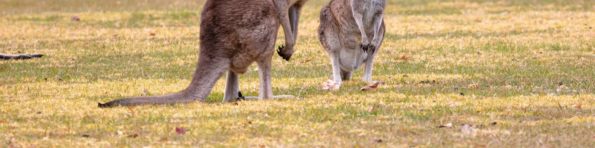 Photograph of Kangaroos relaxing in a grassy field in the town of Talbingo in Kosciuszko National Park in the Snowy Mountains in New South Wales in Australia.
