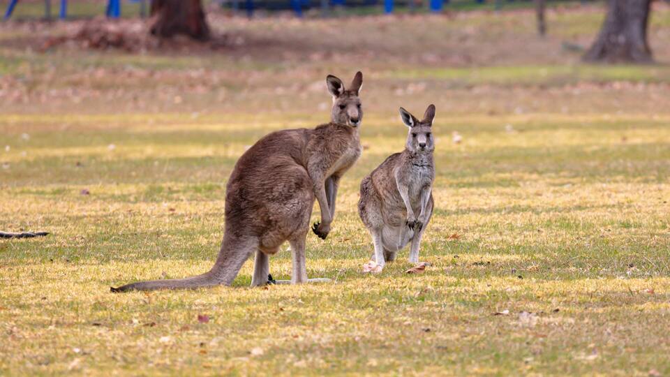 Two kangaroos in a grassy field with playground equipment in the background.
