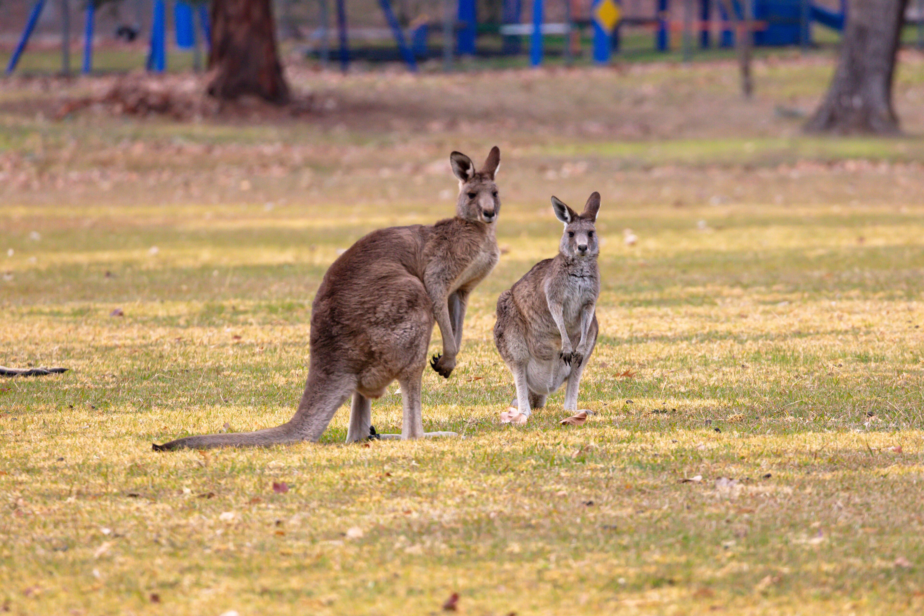 Two kangaroos in a grassy field with playground equipment in the background.