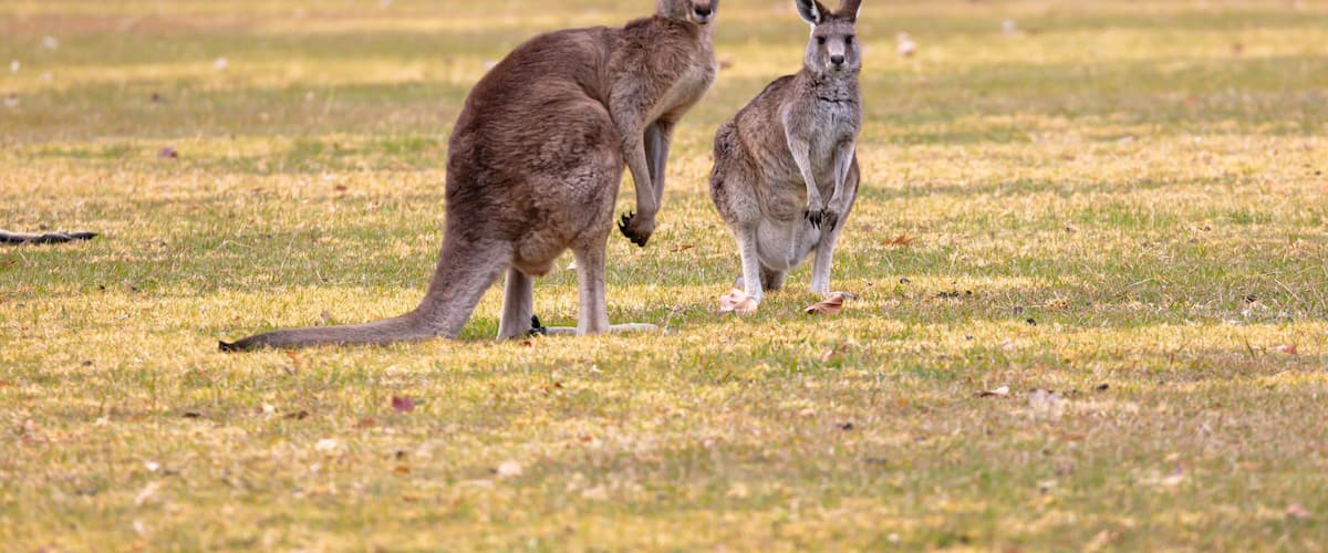 Two kangaroos in a grassy field with playground equipment in the background.