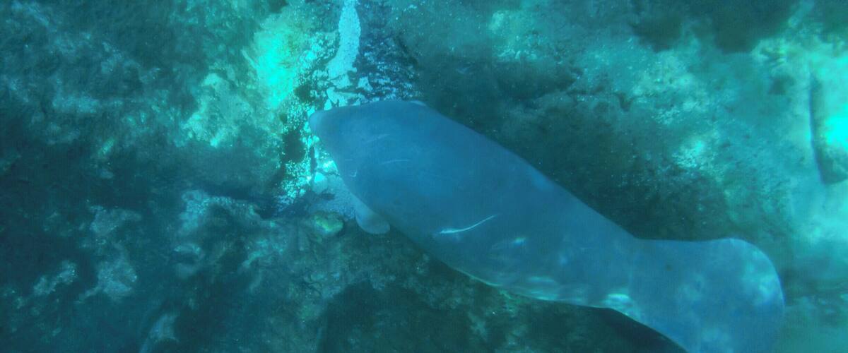 If you visit Silver Springs State Park in Ocala, FL, make sure you go on one of the famous glass bottom boat tours. We took one and were lucky enough to have our boat pass right over two friendly manatees. #florida #silversprings #manatee
