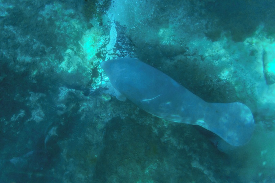 If you visit Silver Springs State Park in Ocala, FL, make sure you go on one of the famous glass bottom boat tours. We took one and were lucky enough to have our boat pass right over two friendly manatees. #florida #silversprings #manatee
