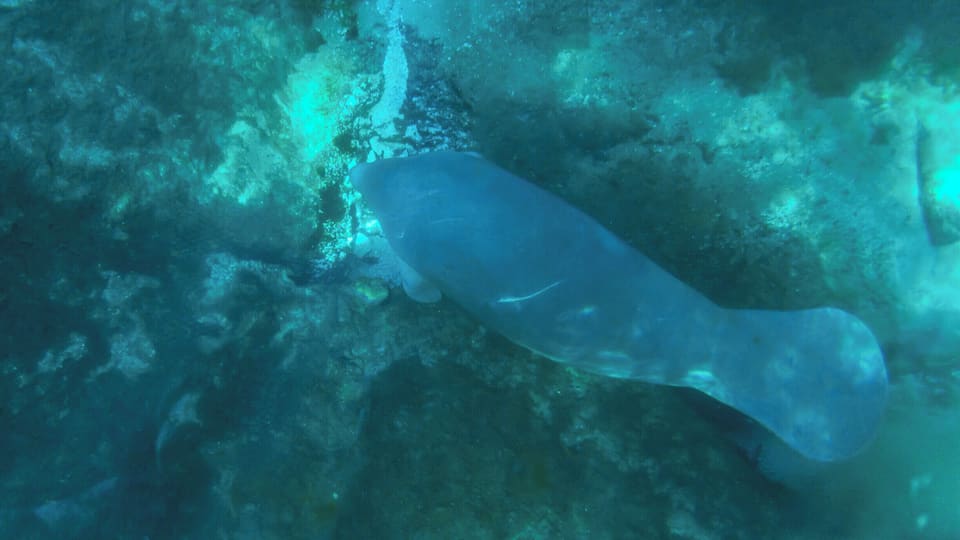 If you visit Silver Springs State Park in Ocala, FL, make sure you go on one of the famous glass bottom boat tours. We took one and were lucky enough to have our boat pass right over two friendly manatees. #florida #silversprings #manatee