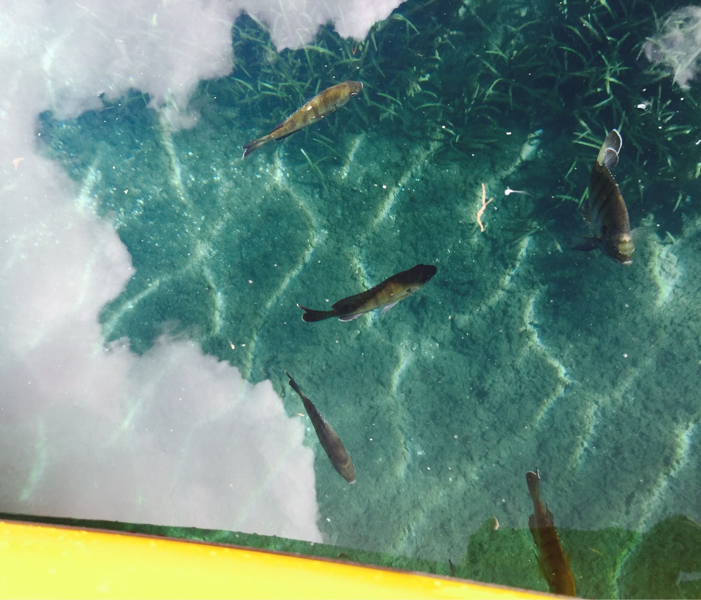 Silver Springs River State Park - cloud reflections on the water surface over a sandy area in the river