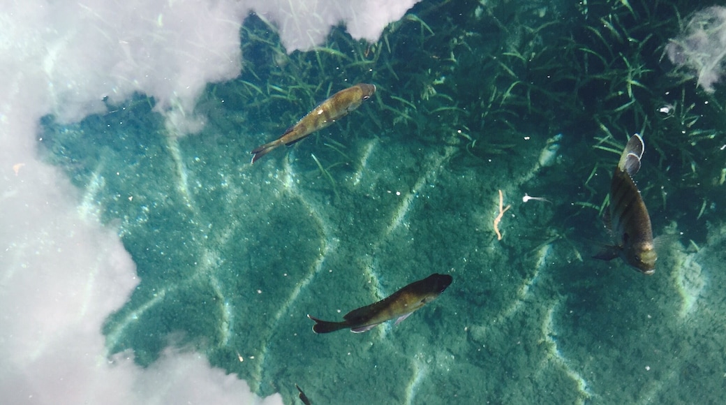 Silver Springs River State Park - cloud reflections on the water surface over a sandy area in the river