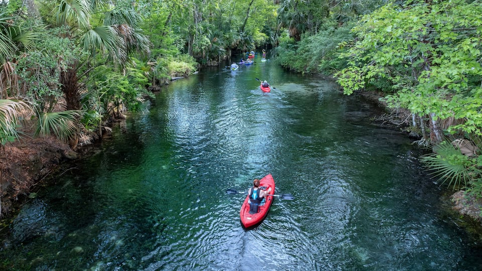 A river surrounded by dense tropical vegetation.