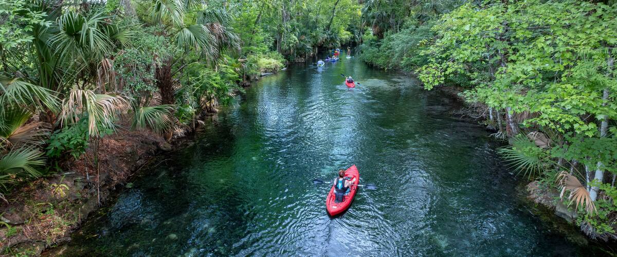 A river surrounded by dense tropical vegetation.