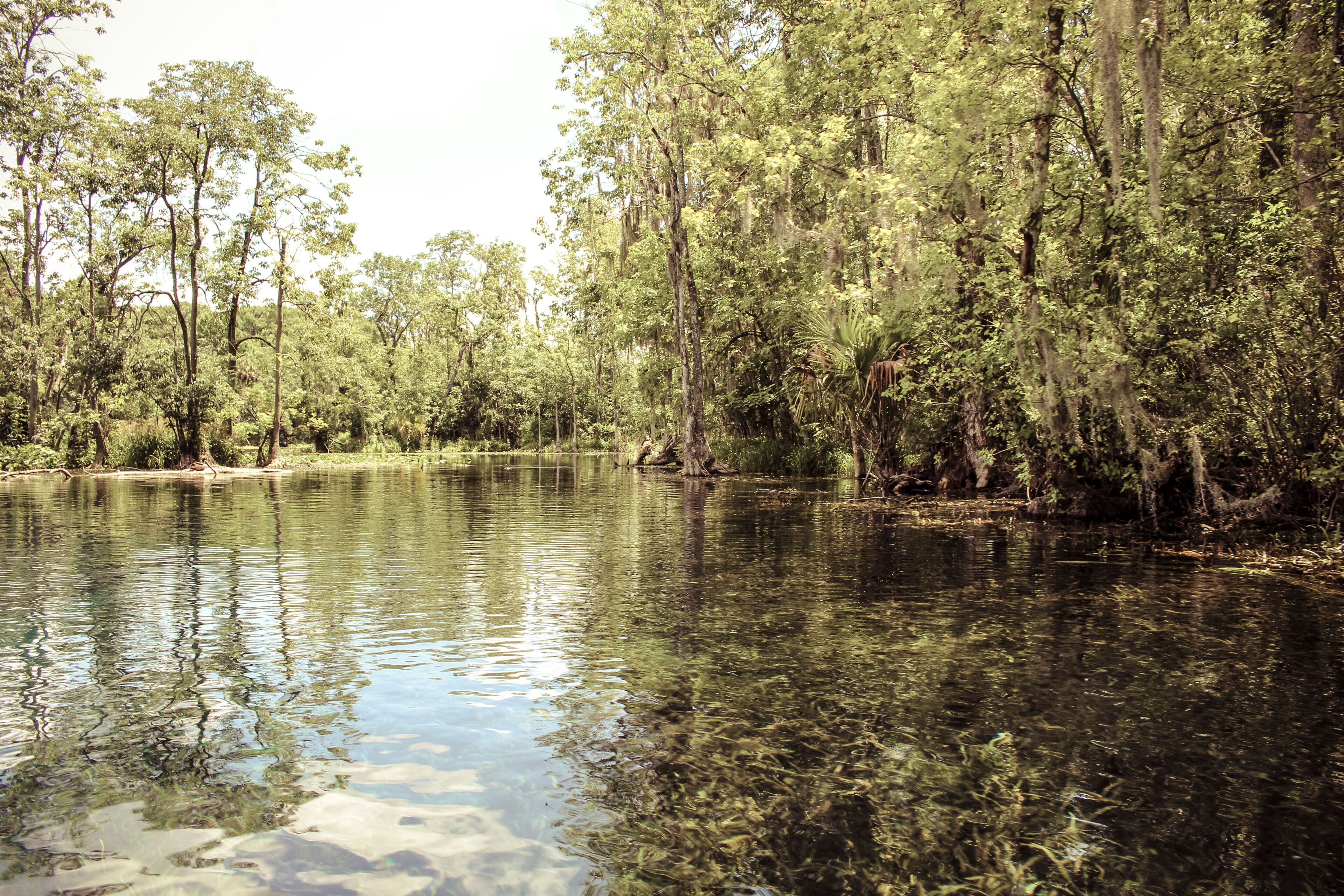 Image of a Florida Spring
