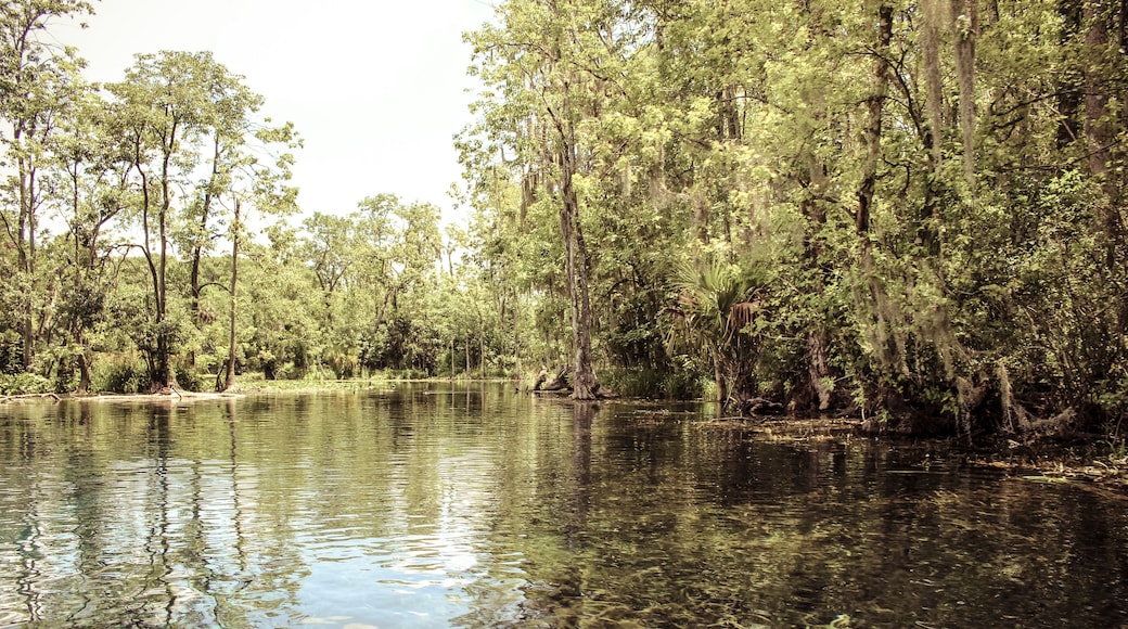 Image of a Florida Spring