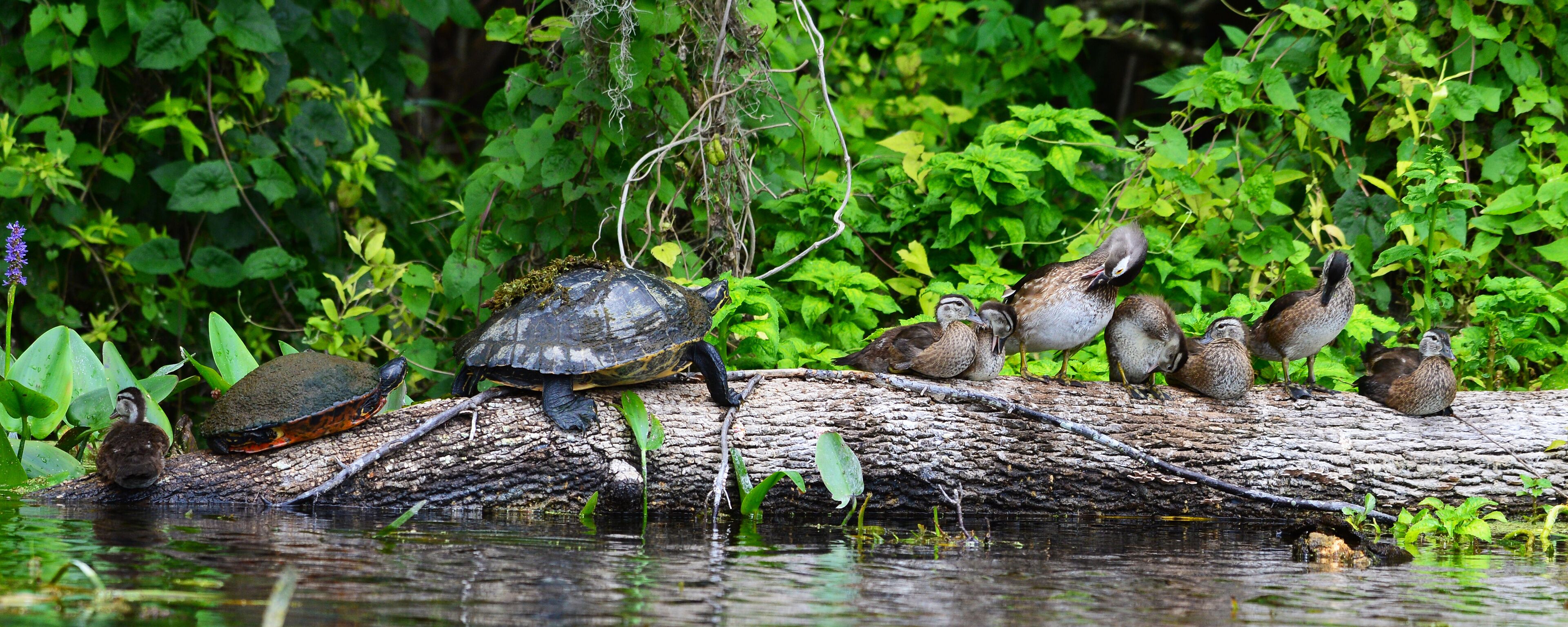 Turtle and wood ducks, Silver river Ocala Florida