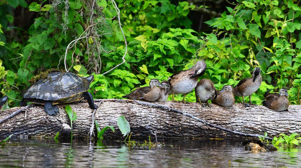 Turtle and wood ducks, Silver river Ocala Florida