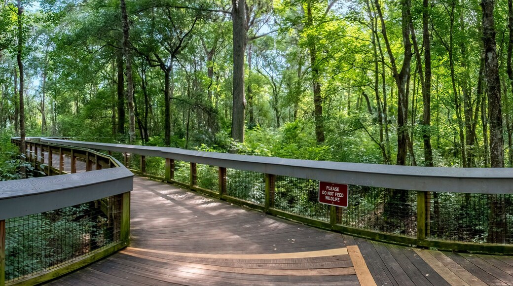 Boardwalk Trail at Silver Springs State Park, Florida
