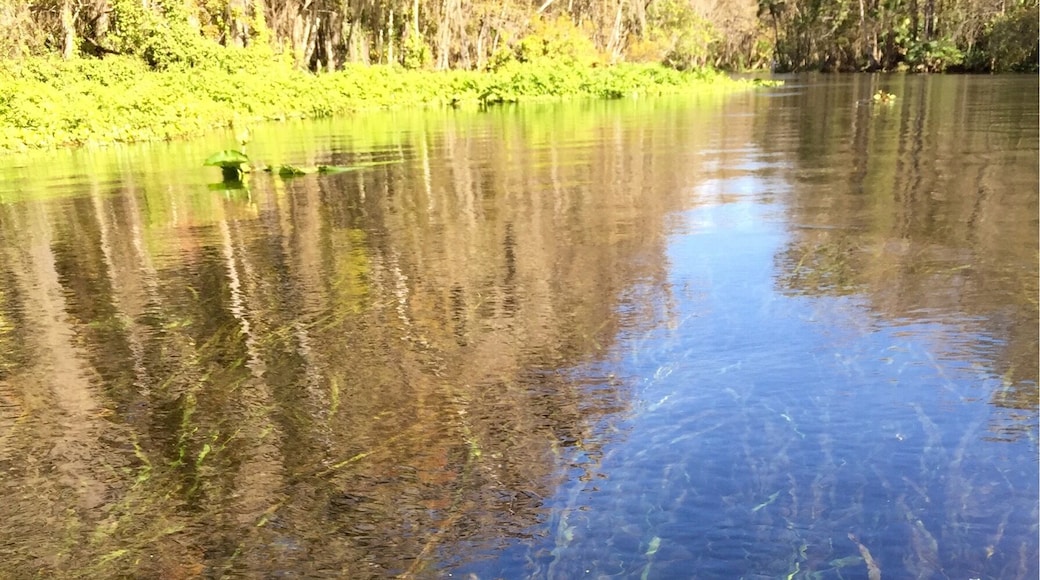 Silver Springs River State Park......pristine waters flow the entire river. This spot was miles from the head spring.