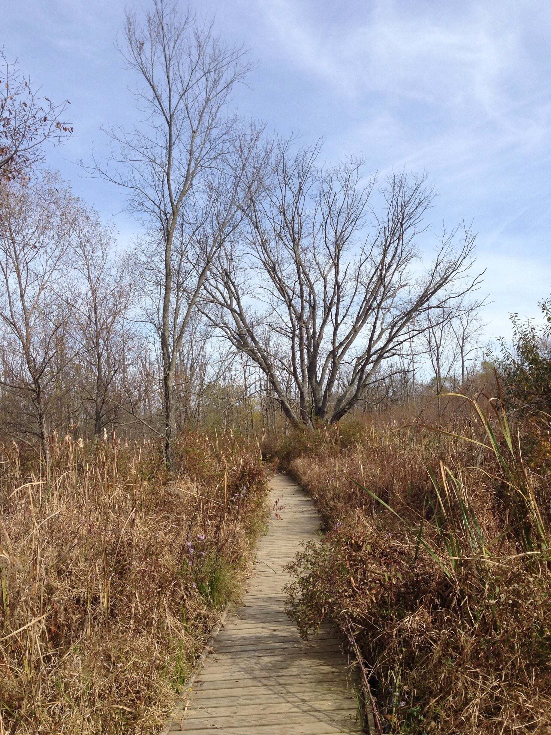 Winter is coming, but the loop through this reserve is still a pleasant and very easy 15 minute jaunt.