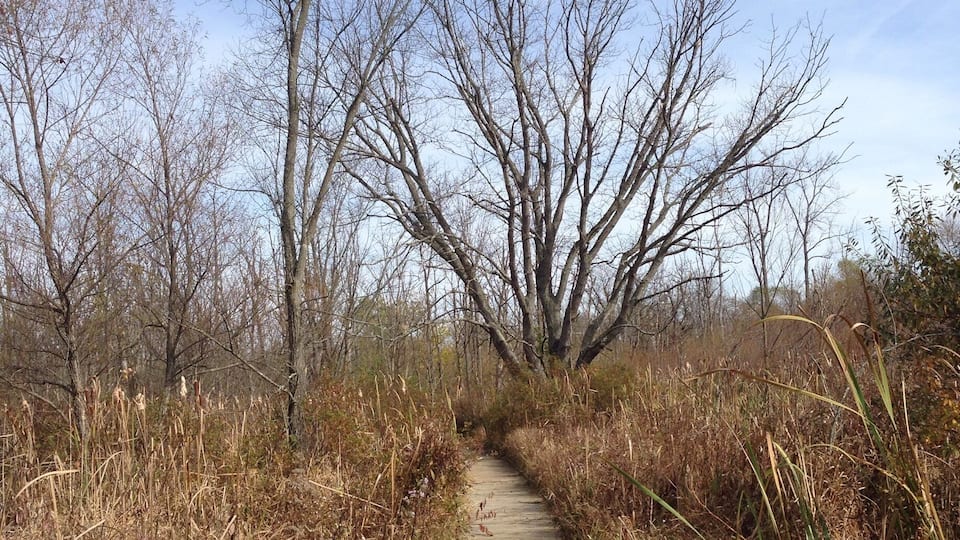 A narrow wooden pathway flanked by tall grasses and leafless trees under a clear sky.