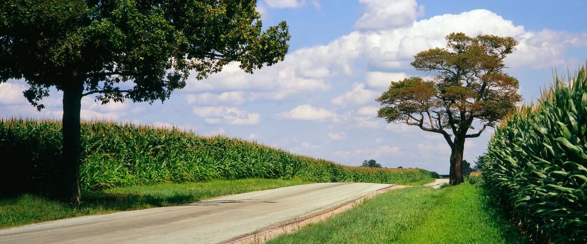 A country road runs between two field of maturing, tasseled corn, near Xenia, Ohio, United States of America
