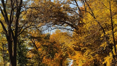 A road flanked by trees with autumn foliage.
