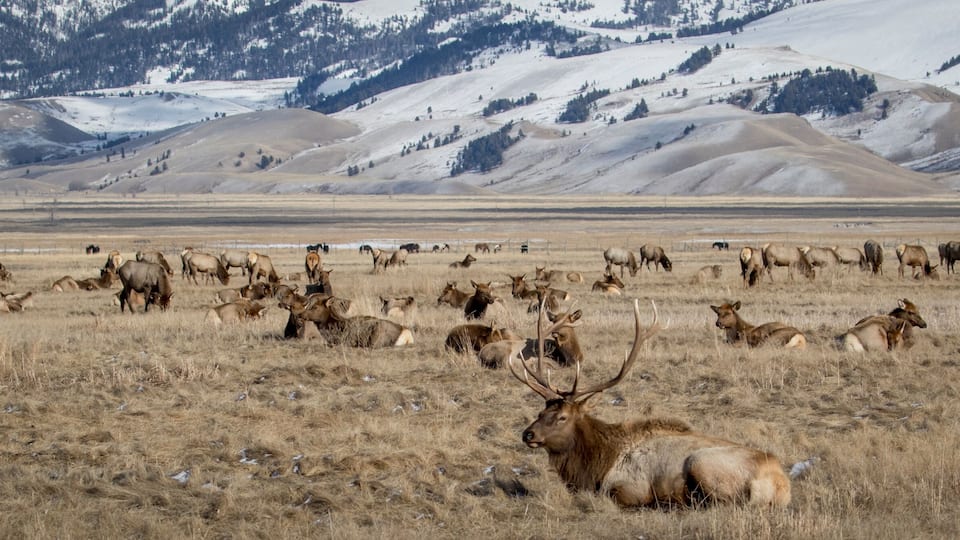 bull elk and elk herd in national elk refuge in yellow grassland and foothills