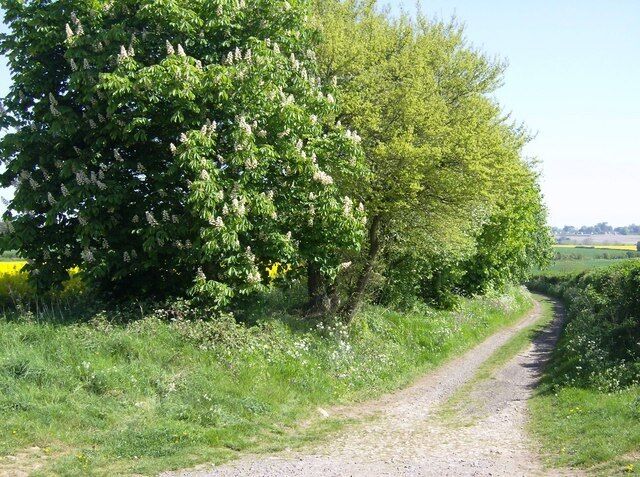 Looking north from A4135 This bridleway, part of the Macmillan Way, is Chavenage Lane and heads north from the A4135 towards Chavenage House. It is easy walking, lined with mature trees such as this horse chestnut.