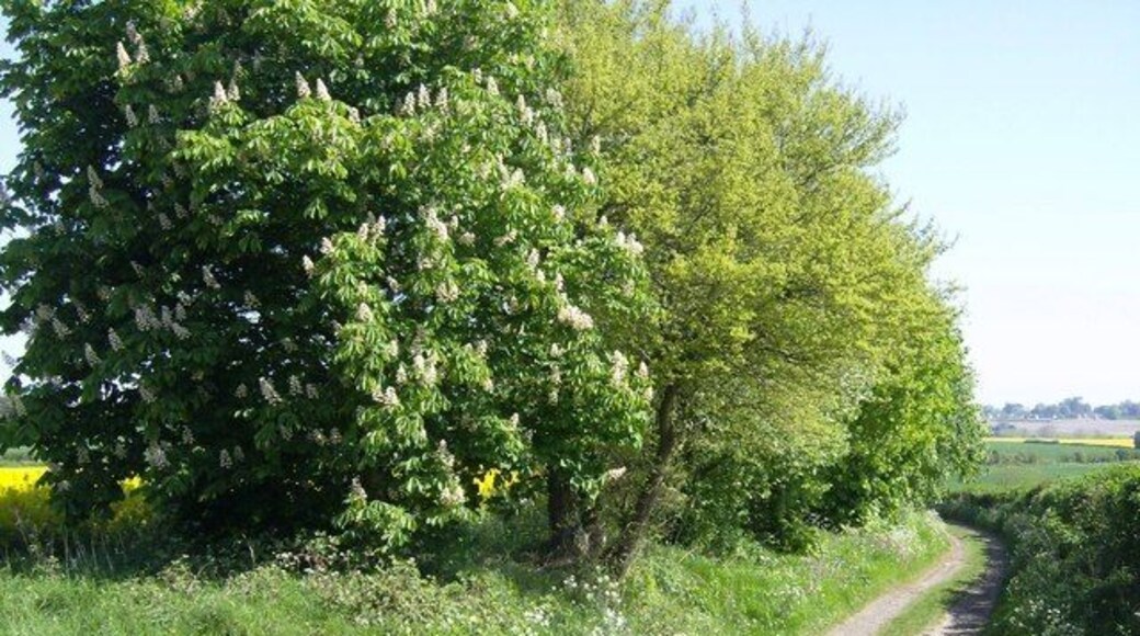 Looking north from A4135 This bridleway, part of the Macmillan Way, is Chavenage Lane and heads north from the A4135 towards Chavenage House. It is easy walking, lined with mature trees such as this horse chestnut.