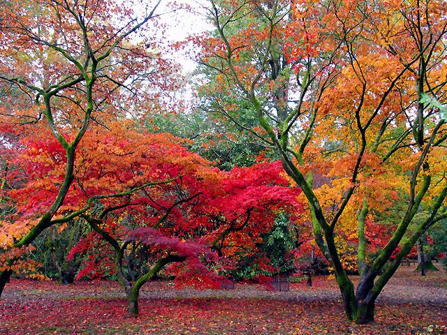 Acer Glade: Westonbirt Arboretum. The autumn of 2004, about one week further on than at the time of this submission.