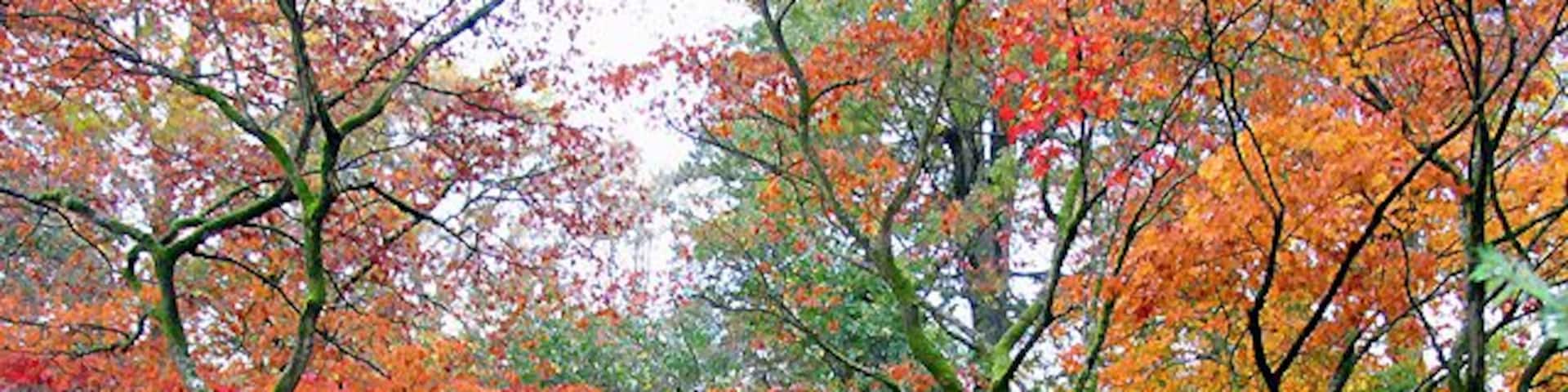 Acer Glade: Westonbirt Arboretum. The autumn of 2004, about one week further on than at the time of this submission.