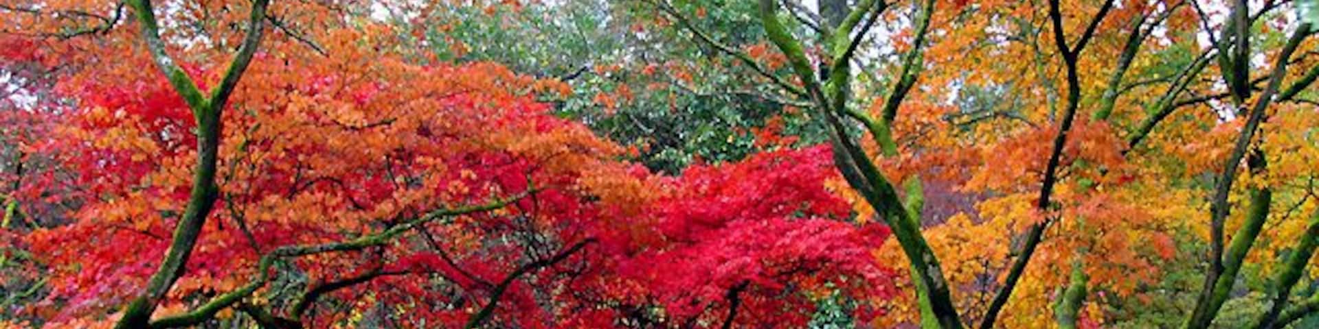 Acer Glade: Westonbirt Arboretum. The autumn of 2004, about one week further on than at the time of this submission.