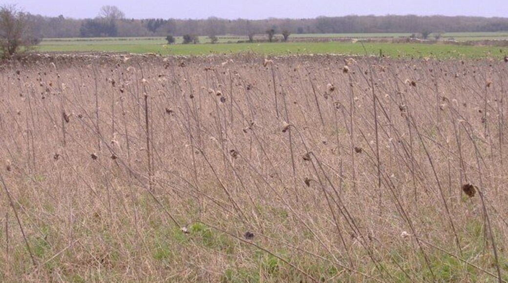 Sunflower seed heads Last year's sunflower crop remains unharvested.