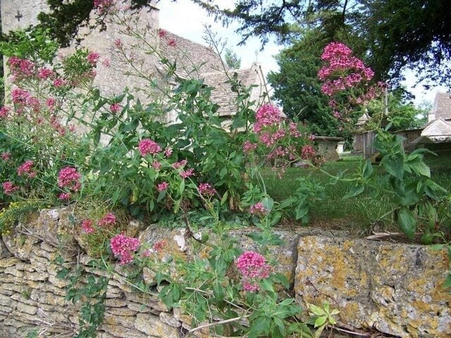 Valerian (Valeriana officinalis), Leighterton Growing in the churchyard wall Valerian is one of the oldest known nervine herbs, it is used as a sedative and anti-spasmodic in the treatment of nervous and anxiety problems. The root is dried and in the process emits a powerful tom-cat smell. Valerian was known as heal all and set well to our ancestors. It was used to strengthen the eyesight, as a cough medicine, to heal infected wounds and to resist the plague. The ancient Greek writers called it phu in allusion to its smell, and in the 16th century it was put in among bed linen, possibly to induce restful sleep rather than to give a pleasant smell.