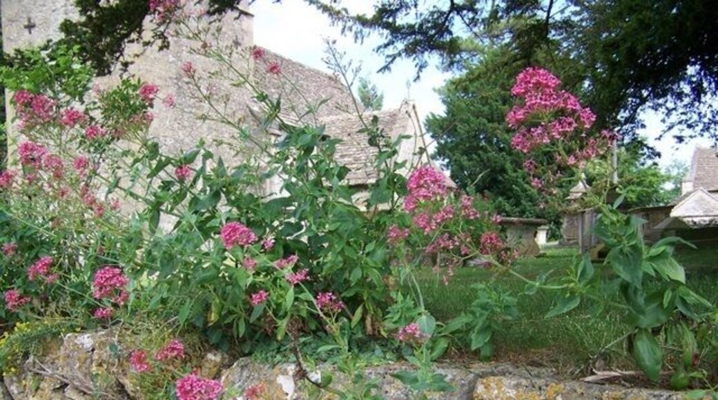 Valerian (Valeriana officinalis), Leighterton Growing in the churchyard wall Valerian is one of the oldest known nervine herbs, it is used as a sedative and anti-spasmodic in the treatment of nervous and anxiety problems. The root is dried and in the process emits a powerful tom-cat smell. Valerian was known as heal all and set well to our ancestors. It was used to strengthen the eyesight, as a cough medicine, to heal infected wounds and to resist the plague. The ancient Greek writers called it phu in allusion to its smell, and in the 16th century it was put in among bed linen, possibly to induce restful sleep rather than to give a pleasant smell.