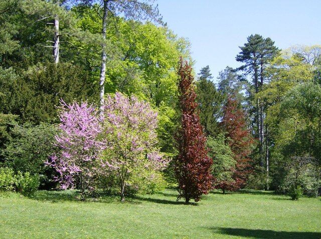 Un campo cubierto de césped con árboles, incluyendo uno alto de color rojo y otro con flores rosadas.