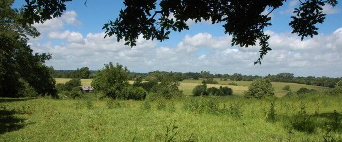 A grassy field with scattered trees and a distant building.