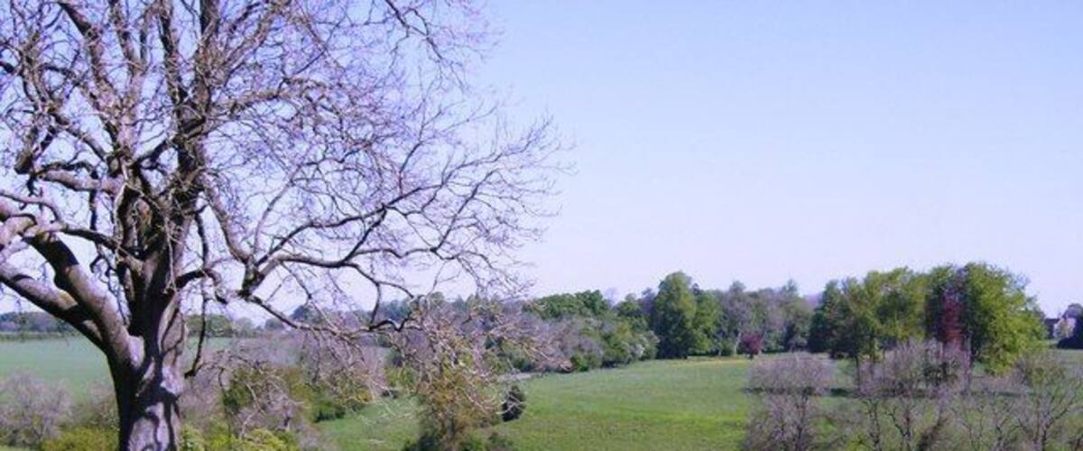 A grassy field with a large tree and rolling hills in the background.