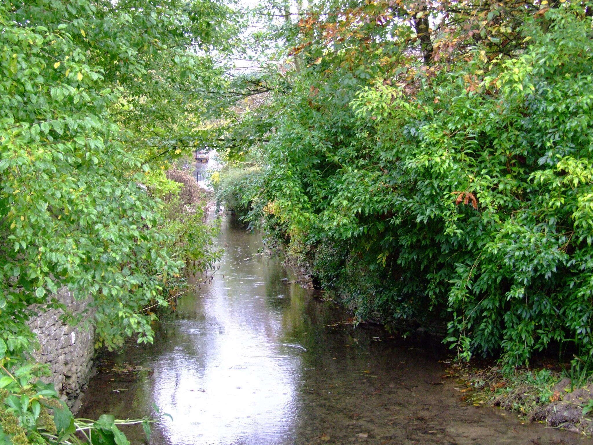 A narrow, clear waterway surrounded by dense green foliage.