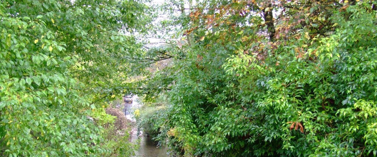 A narrow, clear waterway surrounded by dense green foliage.
