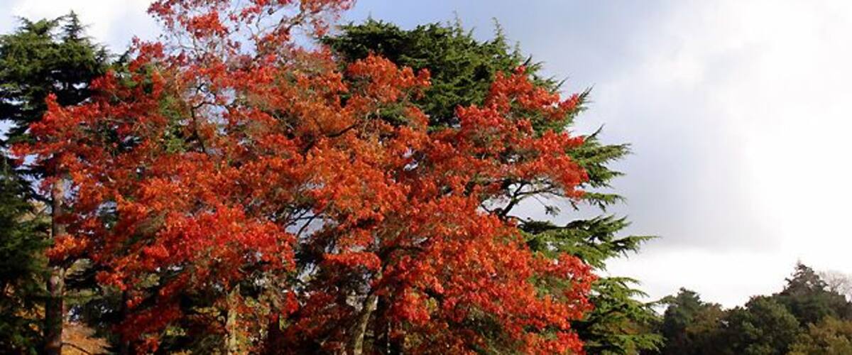 Autumn at Westonbirt. A view of the autumn colours in the north eastern corner of the square, where the path from the buildings splits off left onto circular walk.