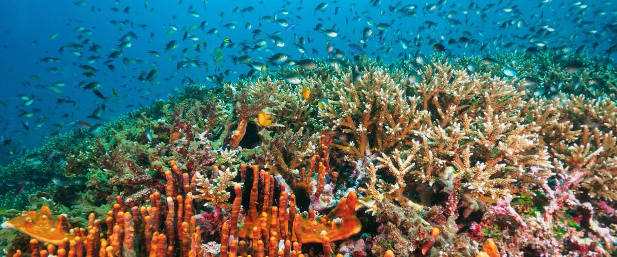 A vibrant coral reef with diverse marine life and colorful coral formations.