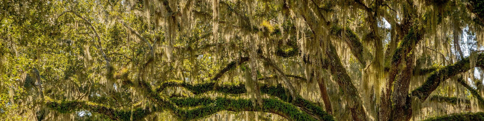 Elkton featuring a garden